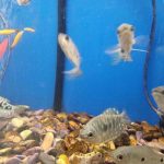 Den usynlige verden bag glasset: Hvad sker der i akvariet, hvis du ikke passer på det? den-usynlige-verden-bag-glasset-hvad-sker-der-i-akvariet.jpg