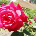 Hvidløgsinfusion til roser: et naturligt skjold mod sygdomme uden kemikalier hvidloegsinfusion-til-roser-et-naturligt-skjold-mod-sygdomme-uden-kemikalier.jpg