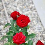 Hvorfor bananskræller er blevet et skatkammer for rosendyrkere: en skjult ressource til frodige blomster hvorfor-bananskraeller-er-blevet-et-skatkammer-for-rosendyrkere-en-skjult.jpg