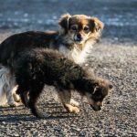 Hvorfor din hund følger dig rundt: Evolutionær arv og overlevelsestaktik hvorfor-din-hund-foelger-dig-rundt-evolutionaer-arv-og-overlevelsestaktik.jpg