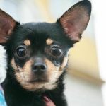 Hvorfor din hund har brug for din gamle sok: Forståelse af fetichisme fra et etologisk perspektiv hvorfor-din-hund-har-brug-for-din-gamle-sok-forstaaelse.jpg