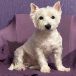 Hvorfor din hund ruller sig rundt før sengetid: det glemte kropssprog, vi ikke længere forstår hvorfor-din-hund-ruller-sig-rundt-foer-sengetid-det-glemte.jpg