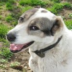 Hvorfor din hund ser dig lige i øjnene: den neurohormonelle dialog, der gør jer tættere på hinanden hvorfor-din-hund-ser-dig-lige-i-oejnene-den-neurohormonelle.jpg