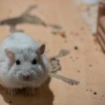 Hvorfor en hamster løber i et hjul: Besættelse af bevægelse som en nøgle til overlevelse hvorfor-en-hamster-loeber-i-et-hjul-besaettelse-af-bevaegelse.jpg