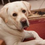 Hvorfor en våd hund lugter af hundelort: kemisk kommunikation, vi ikke forstår hvorfor-en-vaad-hund-lugter-af-hundelort-kemisk-kommunikation-vi.jpg