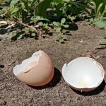 Sådan ændrer æggeskaller jordens surhedsgrad: små tricks til en stor høst saadan-aendrer-aeggeskaller-jordens-surhedsgrad-smaa-tricks-til-en-stor.jpg