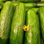 Saltning af agurker til salat på forhånd: den glemte hemmelighed bag perfekt sprødhed saltning-af-agurker-til-salat-paa-forhaand-den-glemte-hemmelighed.jpg